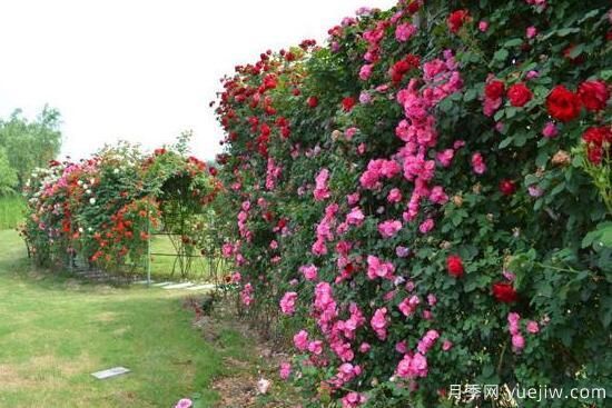 月季花有幾種顏色，月季花品種圖片大全(圖5)