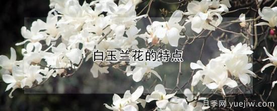 白玉蘭花的特點(diǎn)(圖1)