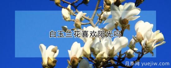 白玉蘭花喜歡陽光嗎(圖1)