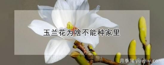 玉蘭花為啥不能種家里(圖1)