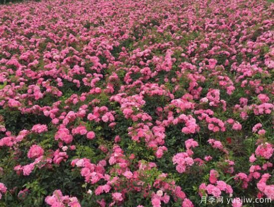 月季花有幾種顏色，月季花品種圖片大全(圖7)