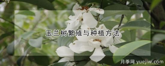 玉蘭樹繁殖與種植方法(圖1)