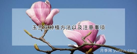 玉蘭花種植方法以及注意事項(圖1)