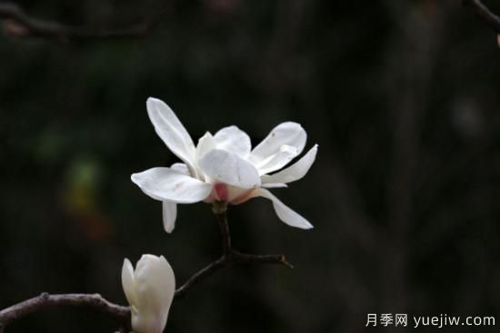 白玉蘭花的養(yǎng)殖方法和注意事項(xiàng)(圖3)