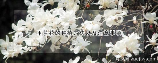 玉蘭花的種植方法以及注意事項(圖1)