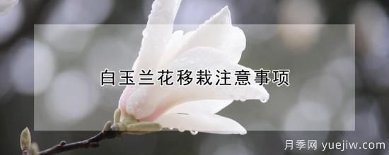 白玉蘭花移栽注意事項(圖1)