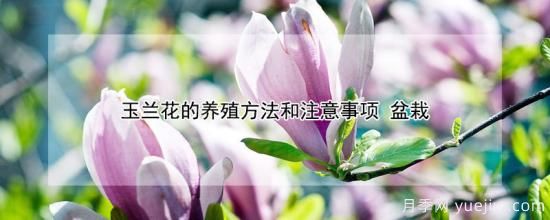 玉蘭花的養(yǎng)殖方法和注意事項(xiàng) 盆栽(圖1)