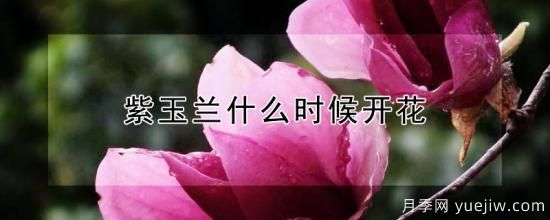 紫玉蘭什么時候開花(圖1)