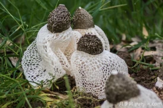 食用菌菇類十大排名 可食用菌類大全(圖2)