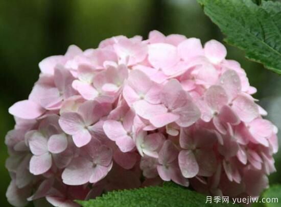 繡球花有哪些品種，繡球花品種圖片大全(圖11)