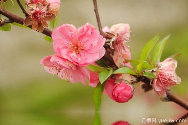 桃花的蟲害防治大全，紅蜘蛛的危害非常嚴(yán)重(圖3)