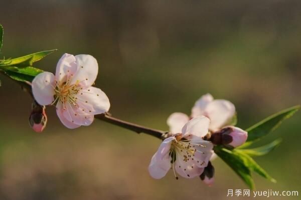 桃花的蟲害防治大全，紅蜘蛛的危害非常嚴(yán)重(圖4)