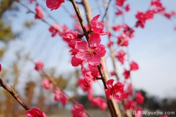 桃花的蟲害防治大全，紅蜘蛛的危害非常嚴(yán)重(圖1)