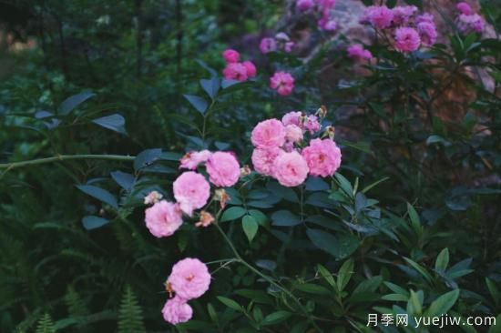 薔薇扦插***簡單方法 薔薇花怎么扦插(圖2)