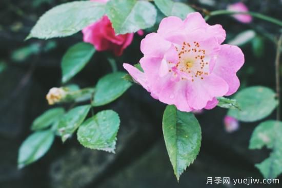 薔薇扦插***簡單方法 薔薇花怎么扦插(圖3)