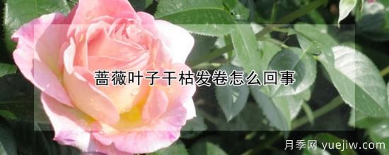 薔薇葉子干枯發(fā)卷怎么回事(圖1)