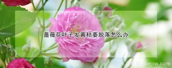 薔薇花葉子發(fā)黃枯萎脫落怎么辦(圖1)