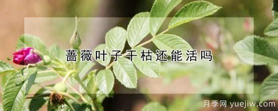 薔薇葉子干枯還能活嗎(圖1)