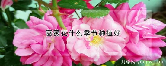 薔薇花什么季節(jié)種植好(圖1)