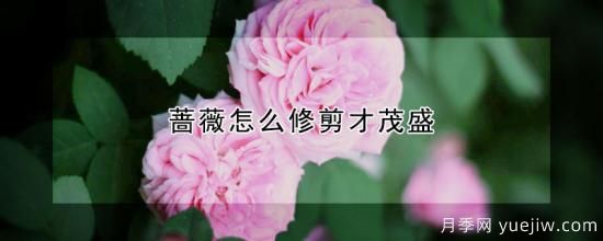 薔薇怎么修剪才茂盛(圖1)