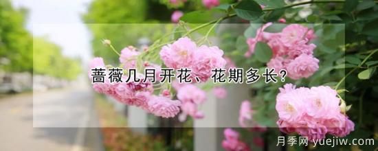 薔薇幾月開花、花期多長？(圖1)