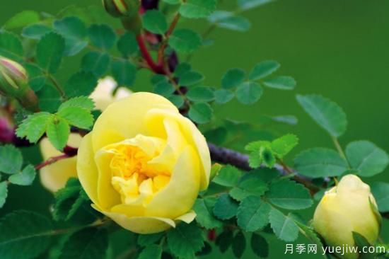 薔薇花是什么樣的(圖2)