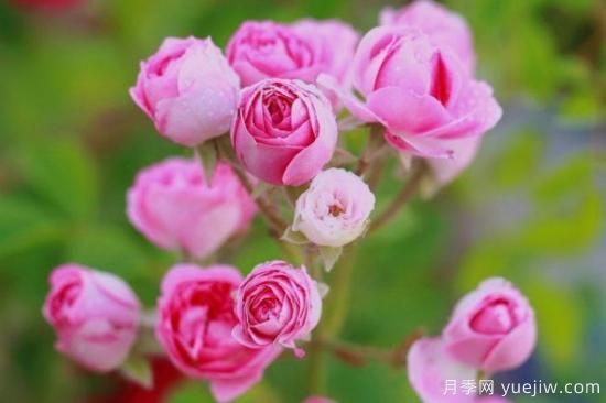 薔薇花是什么樣的(圖3)