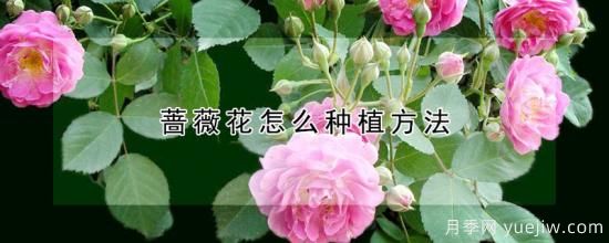 薔薇花怎么種植方法(圖1)