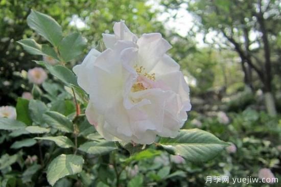 粉色薔薇花的花語，以及薔薇花花語大全(圖4)