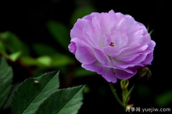 粉色薔薇花的花語，以及薔薇花花語大全(圖2)