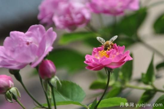 薔薇花種多長時間才開花(圖1)