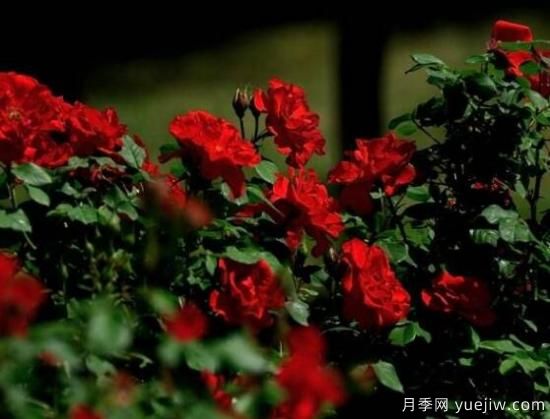 八大薔薇花品種圖片大全(圖2)