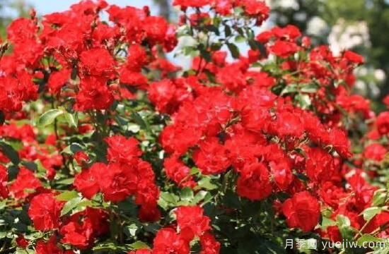 薔薇花的花語大全，細數(shù)薔薇花九大品種花語(圖5)