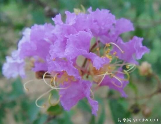 薔薇花的花語大全，細數(shù)薔薇花九大品種花語(圖9)