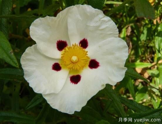 薔薇花的花語大全，細數(shù)薔薇花九大品種花語(圖8)