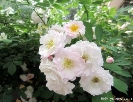 薔薇花的花語大全，細數(shù)薔薇花九大品種花語(圖3)