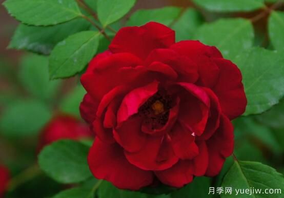 薔薇花的花語大全，細數(shù)薔薇花九大品種花語(圖1)