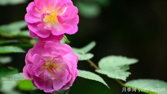 薔薇有哪些含義(圖1)