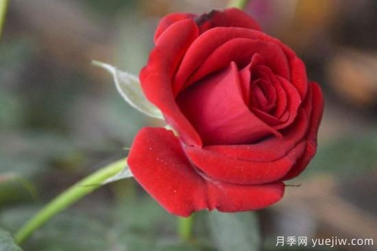 11朵紅玫瑰花有什么含義(圖1)