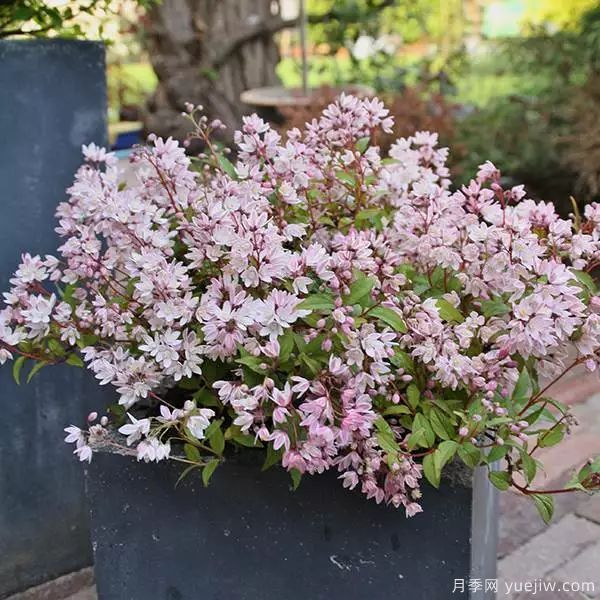 幾種讓花園充滿浪漫色彩的粉色花卉，滿足少女心(圖3)