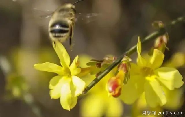 秋天不能修剪的七種花卉，容易剪掉花芽不開花！(圖3)