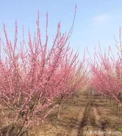 紅梅小苗什么時候栽植移栽比較好(圖1)