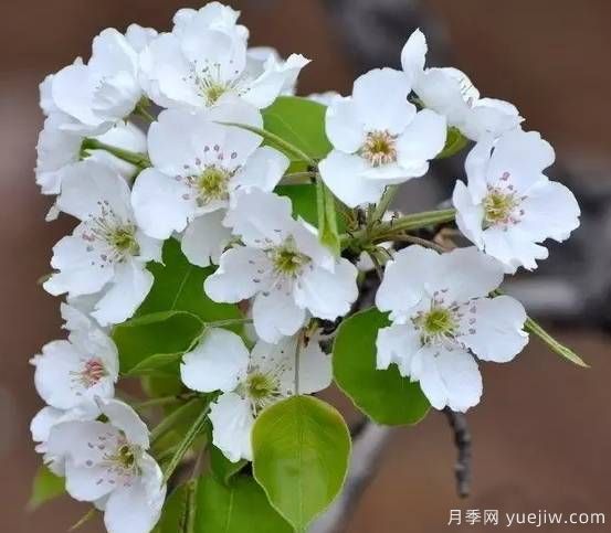 桃花，杏花，櫻花，梨花，李花，海棠花傻傻分不清？(圖10)