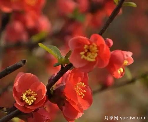 桃花，杏花，櫻花，梨花，李花，海棠花傻傻分不清？(圖15)