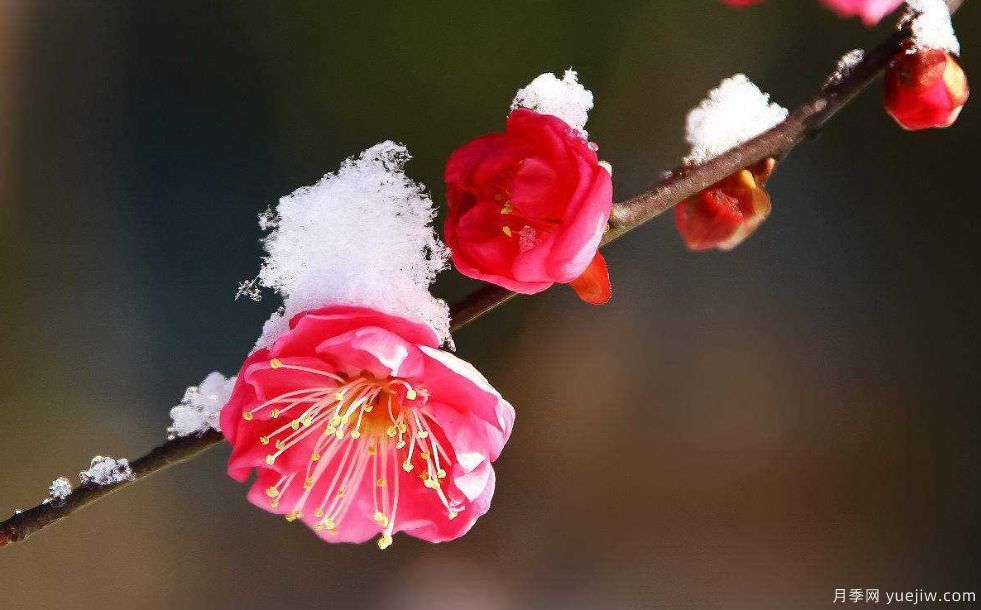 桃花，杏花，櫻花，梨花，李花，海棠花傻傻分不清？(圖9)