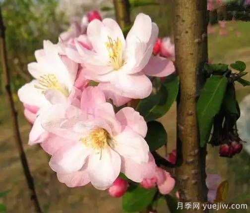 桃花，杏花，櫻花，梨花，李花，海棠花傻傻分不清？(圖13)