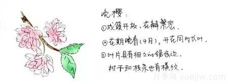 桃花，杏花，櫻花，梨花，李花，海棠花傻傻分不清？(圖6)