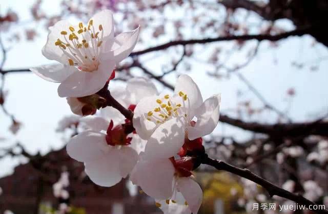 桃花，杏花，櫻花，梨花，李花，海棠花傻傻分不清？(圖20)