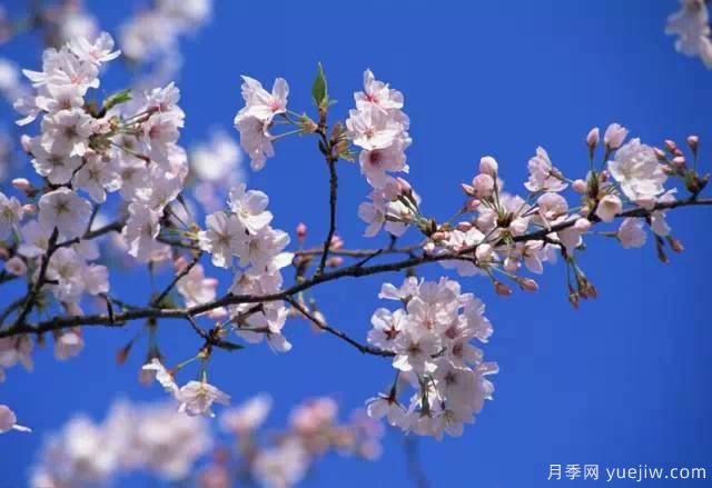 桃花，杏花，櫻花，梨花，李花，海棠花傻傻分不清？(圖21)