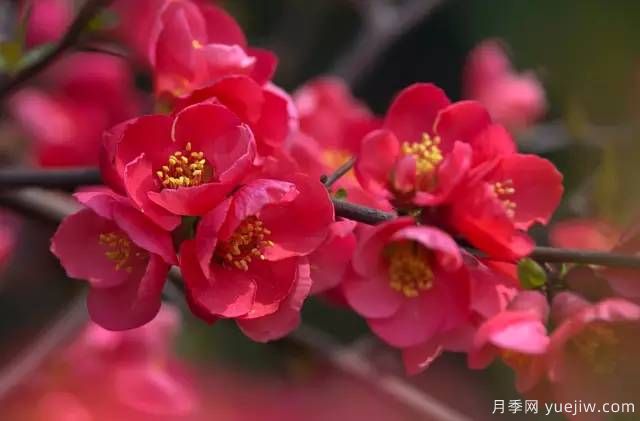 桃花，杏花，櫻花，梨花，李花，海棠花傻傻分不清？(圖24)